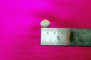 Gomati Chakra Small Size